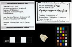 Foto (Objekt + Etiketten) von Cycloprosopon stenofrons (Schweitzer & Feldmann, 2010) 